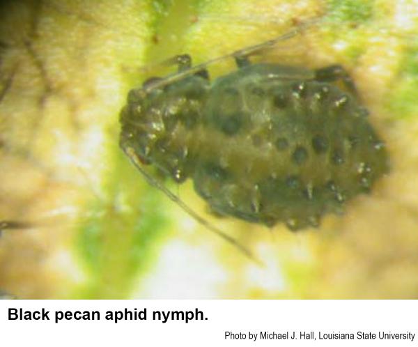 Nymphs of black pecan aphid